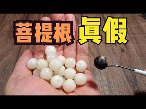 綠菩提根功效